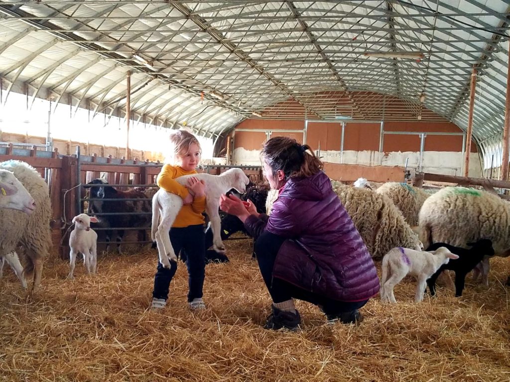 Sophie dans sa bergerie a reçu la visite de Lia, sa petite voisine.